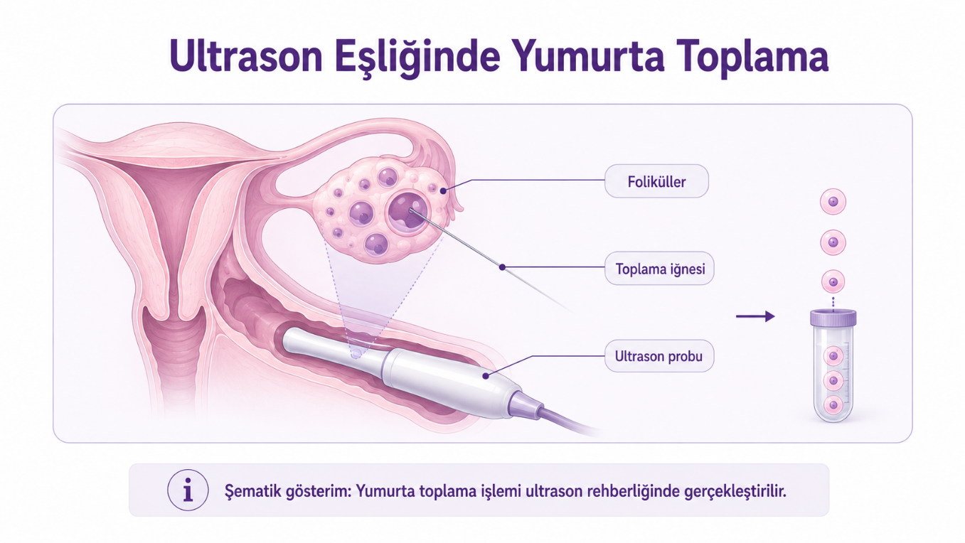 Yumurtaların laboratuvarda değerlendirilmesi